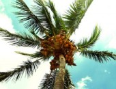 Miami, pálmafa