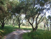 Korfu, olivaliget